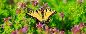Preview wallpaper butterfly, flowers, bright, glare, macro