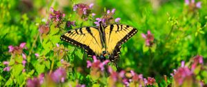 Preview wallpaper butterfly, flowers, bright, glare, macro
