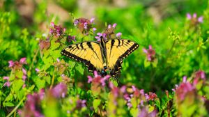 Preview wallpaper butterfly, flowers, bright, glare, macro