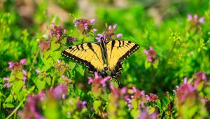 Preview wallpaper butterfly, flowers, bright, glare, macro