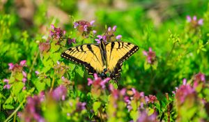 Preview wallpaper butterfly, flowers, bright, glare, macro