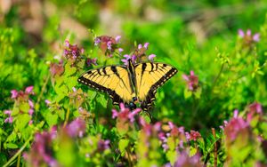 Preview wallpaper butterfly, flowers, bright, glare, macro