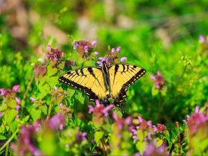 Preview wallpaper butterfly, flowers, bright, glare, macro