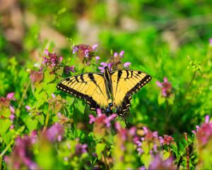 Preview wallpaper butterfly, flowers, bright, glare, macro