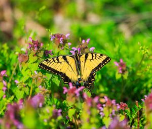 Preview wallpaper butterfly, flowers, bright, glare, macro