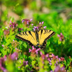 Preview wallpaper butterfly, flowers, bright, glare, macro