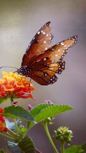 Preview wallpaper butterfly, flowers, brown