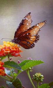 Preview wallpaper butterfly, flowers, brown