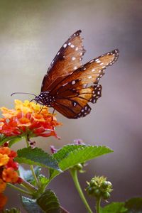 Preview wallpaper butterfly, flowers, brown