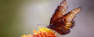 Preview wallpaper butterfly, flowers, brown