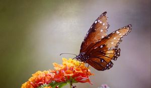 Preview wallpaper butterfly, flowers, brown