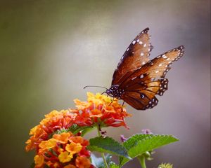 Preview wallpaper butterfly, flowers, brown