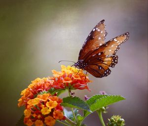 Preview wallpaper butterfly, flowers, brown