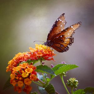 Preview wallpaper butterfly, flowers, brown