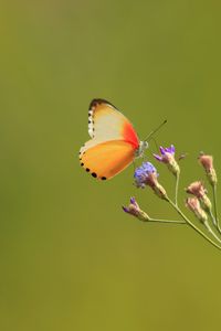 Preview wallpaper butterfly, flowers, buds, branch, macro