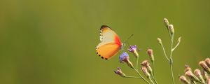 Preview wallpaper butterfly, flowers, buds, branch, macro