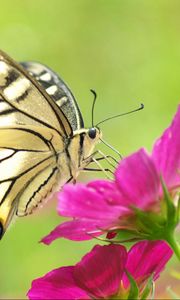 Preview wallpaper butterfly, flowers, color, patterns