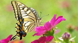 Preview wallpaper butterfly, flowers, color, patterns