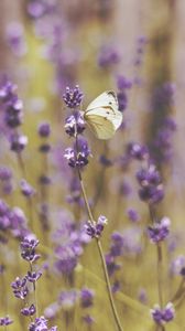 Preview wallpaper butterfly, flowers, field