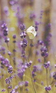 Preview wallpaper butterfly, flowers, field