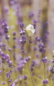 Preview wallpaper butterfly, flowers, field