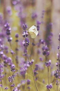 Preview wallpaper butterfly, flowers, field