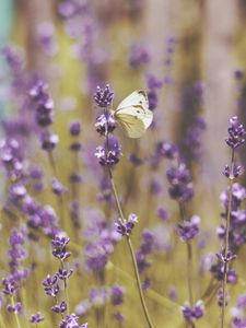 Preview wallpaper butterfly, flowers, field