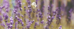 Preview wallpaper butterfly, flowers, field