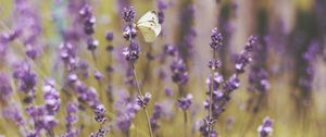 Preview wallpaper butterfly, flowers, field