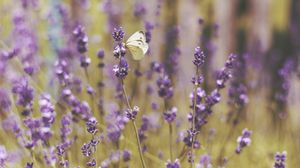 Preview wallpaper butterfly, flowers, field