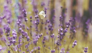 Preview wallpaper butterfly, flowers, field