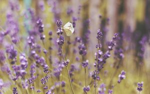 Preview wallpaper butterfly, flowers, field