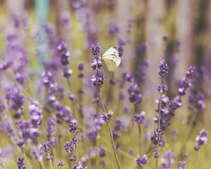 Preview wallpaper butterfly, flowers, field