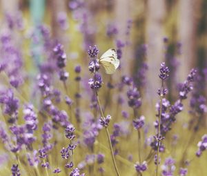 Preview wallpaper butterfly, flowers, field