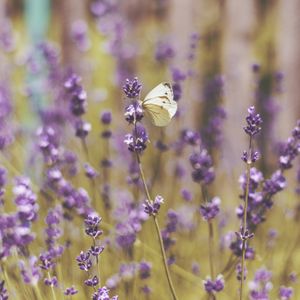 Preview wallpaper butterfly, flowers, field