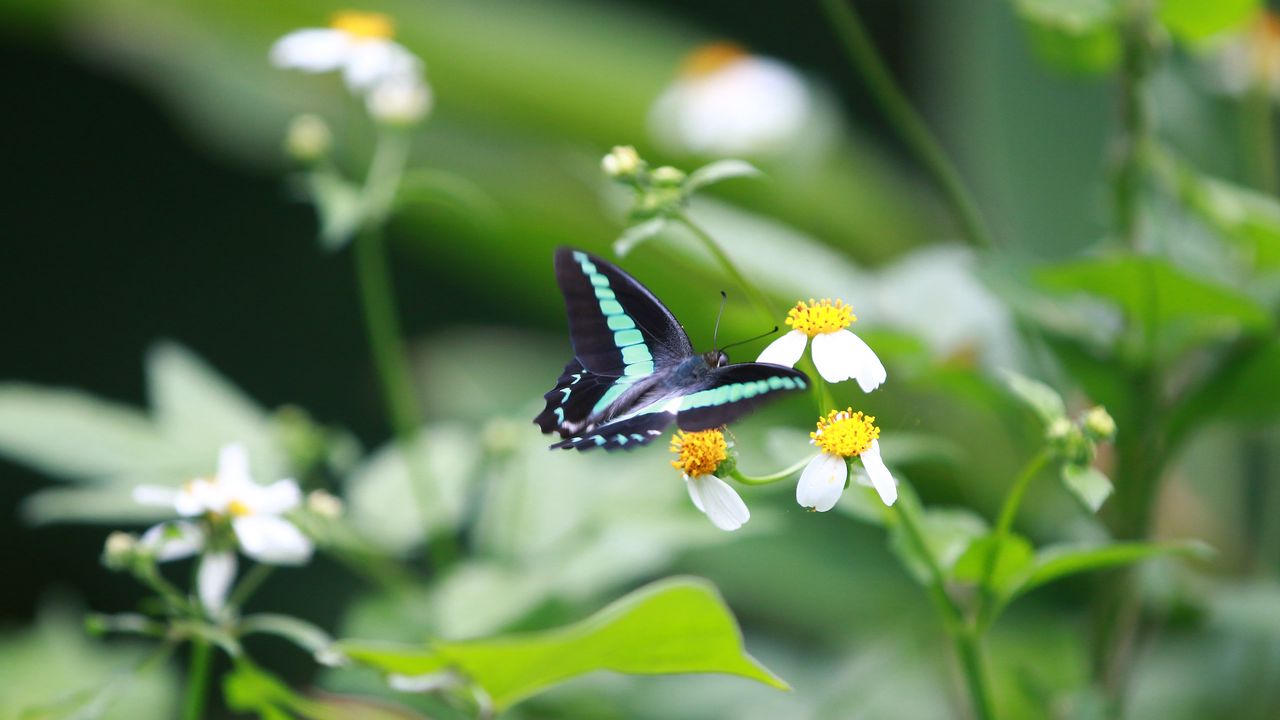 Wallpaper butterfly, flowers, flight
