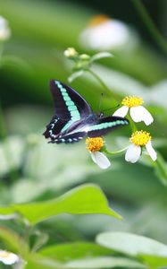 Preview wallpaper butterfly, flowers, flight