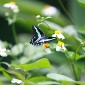Preview wallpaper butterfly, flowers, flight