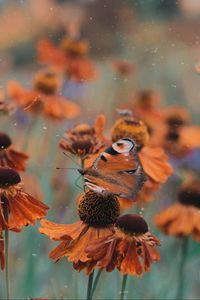 Preview wallpaper butterfly, flowers, flowerbed, blur