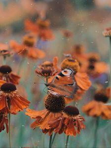 Preview wallpaper butterfly, flowers, flowerbed, blur