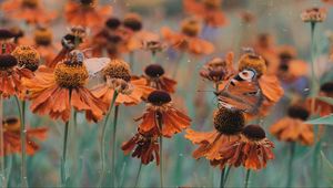 Preview wallpaper butterfly, flowers, flowerbed, blur