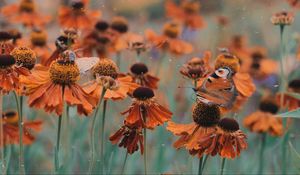 Preview wallpaper butterfly, flowers, flowerbed, blur