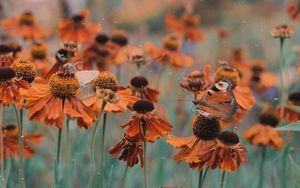 Preview wallpaper butterfly, flowers, flowerbed, blur