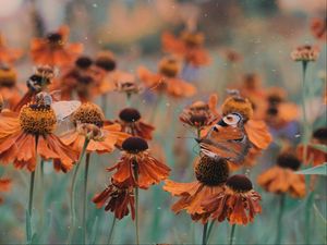 Preview wallpaper butterfly, flowers, flowerbed, blur