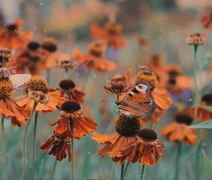 Preview wallpaper butterfly, flowers, flowerbed, blur