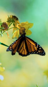 Preview wallpaper butterfly, flowers, grass, branches