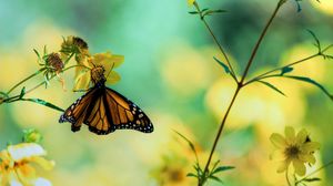 Preview wallpaper butterfly, flowers, grass, branches