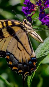 Preview wallpaper butterfly, flowers, grass, insect, leaves