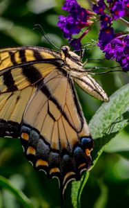 Preview wallpaper butterfly, flowers, grass, insect, leaves