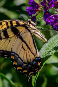 Preview wallpaper butterfly, flowers, grass, insect, leaves